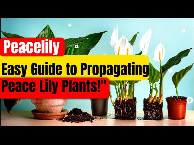 Peace lily propagation