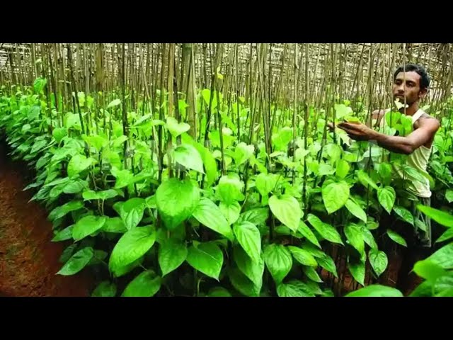 Betel Leaf Farming & Harvesting Process: Complete Step-by-Step Guide