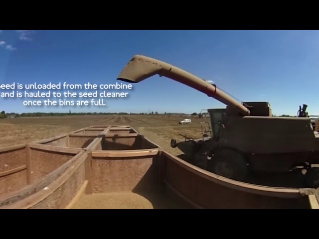 ExplOregon Agriculture - Sugar Beet Seed Harvest