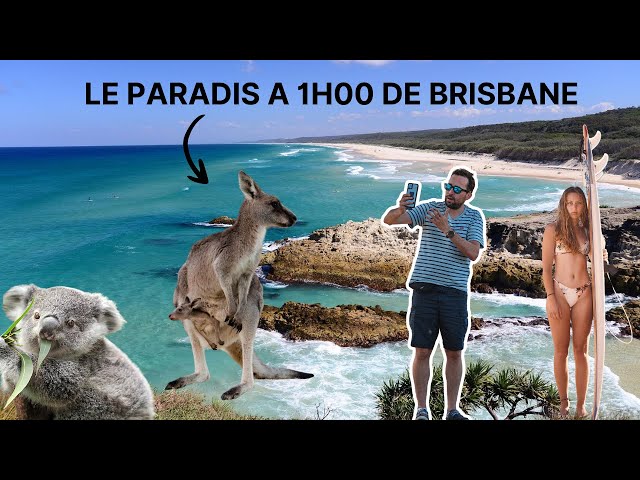 Une JOURNÉ incroyable à STRADBROKE ISLAND ( Australie ) 🌴