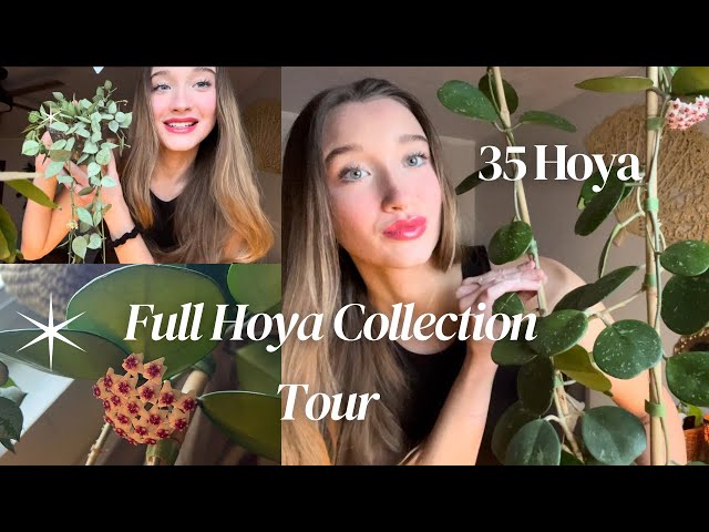 My First Hoya Collection Tour | 35 Hoya | Care Tips🌿