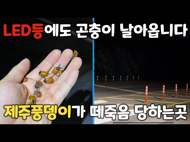 LED등에도 날아오는 제주풍뎅이. 이곳에서 떼죽음 당합니다.