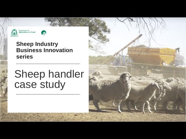 SIBI - Sheep Handler | Department of Agriculture and Food WA