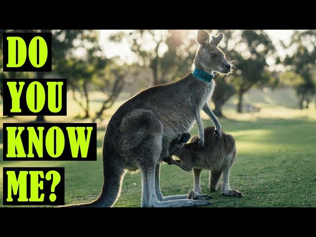 Interesting Facts About Kangaroo | The largest living marsupials | Factofacts - Animals