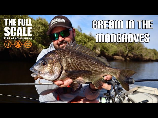 Big Bream In The Mangroves | The Full Scale