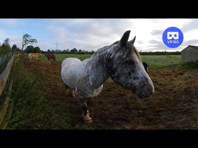 VR180 3D HORSES EATING HAY