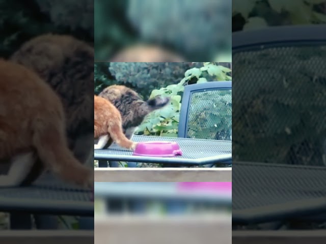 Cat scared of magpie#Cat#Magpie#bird#shorts