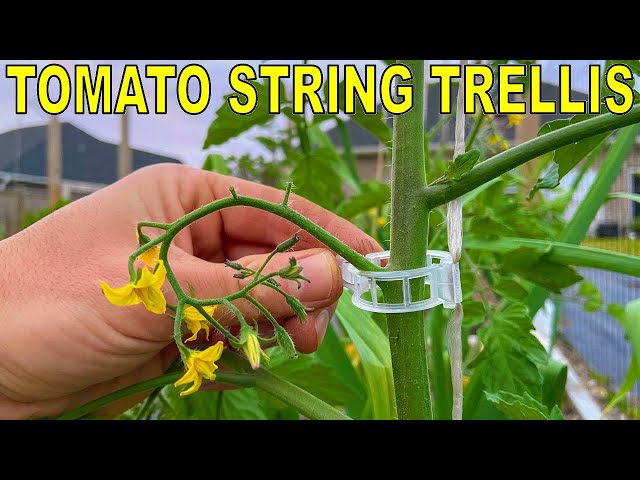 STRING TOMATO TRELLIS! Tying Up Tomatoes Like This Changed My Life