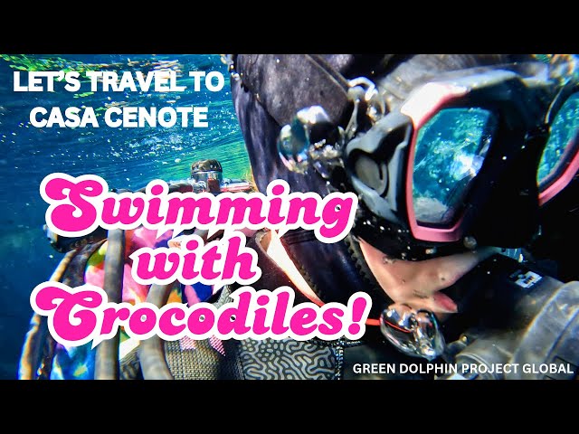 Swimming with Crocodiles in Mexico!