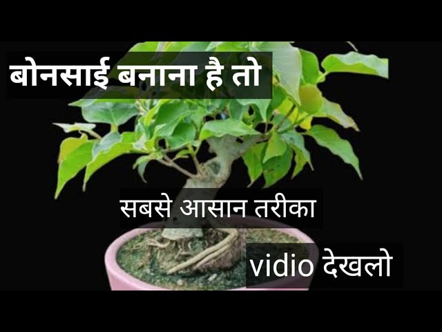 बोनसाई बनाने का आसान तरीका #gardening #plants #trendig #subscribe