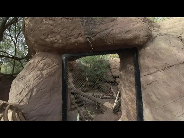 Big Cats at the Zoo in 3D VR