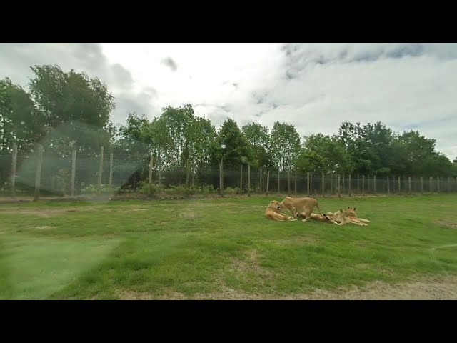 Blair Drummond Safari Park on 21-06-08 at 1129 Lions in VR180