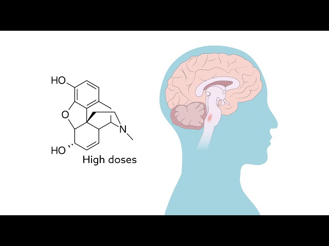 Reversing opioids' depressive effects on breathing