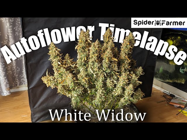 Timelapse - Seed to Harvest 135g Dry - White Widow Autoflower Fastbuds - Spiderfarmer SF4000