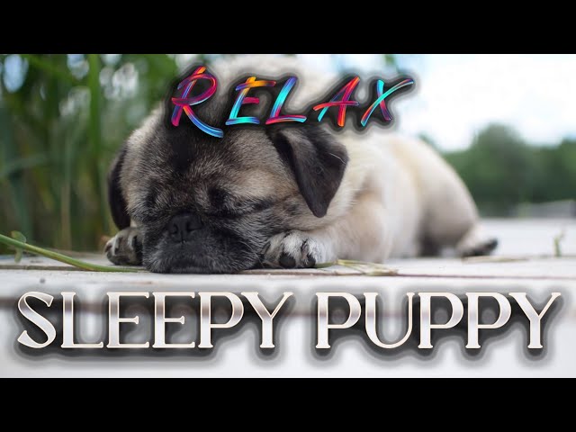 Relaxing Music, Sleepy Puppy | Puppy Music To Go To Sleep | Meditation Music | Sleep Music