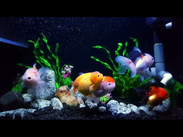 Serene Goldfish Aquarium & Gentle Piano Sounds | Sleep & Stress Relief