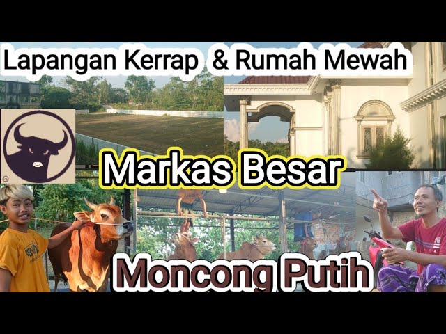 Full Review Mabes Moncong Putih - Jos Gandos Tretan.