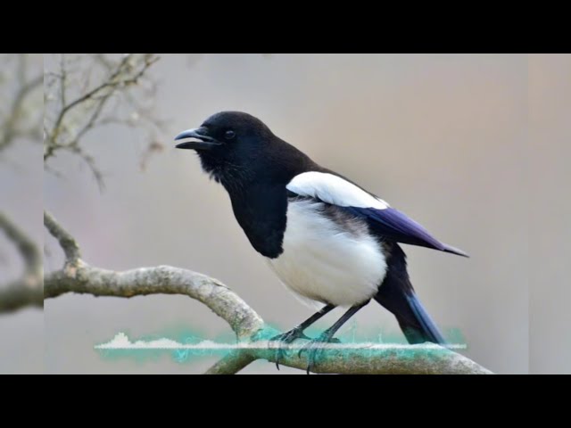 Magpie Call For Hunting | Magpie Sounds