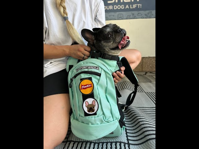 How to Get a Frenchie in a K9 Sport Sack