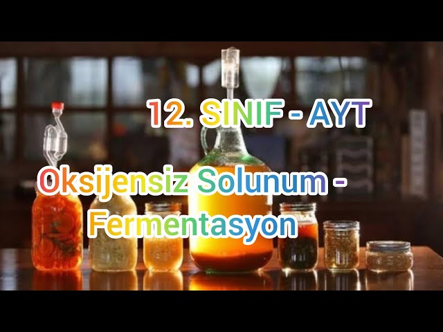 Oksijensiz Solunum - Fermentasyon (AYT Biyoloji - 12.Sınıf Biyoloji )