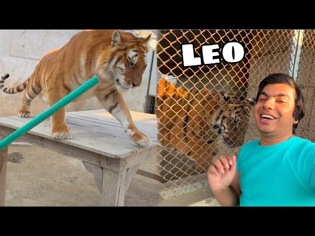 Lahore Lena Agea Apna Leo 😍 Leo is Back