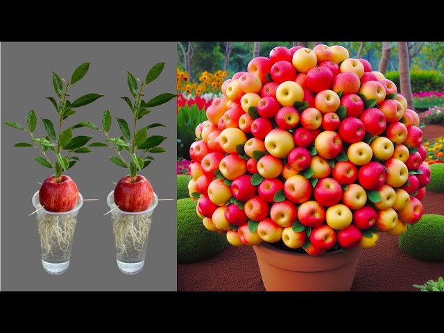 LIVE 🔴 Super Special Technique for Propagating Apples With Aloe Vera, how to growing apples trees