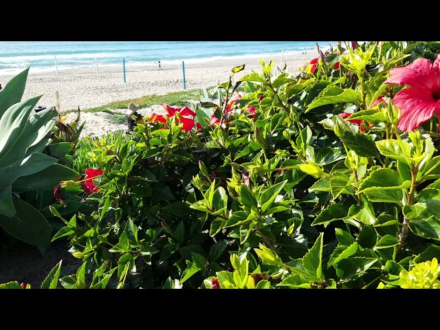 Fly over beach plants