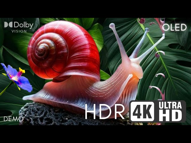 Immersive Visual Experience: Real OLED Dolby Vision #4K HDR 60fps Demo - Ultra HD TV Showcase