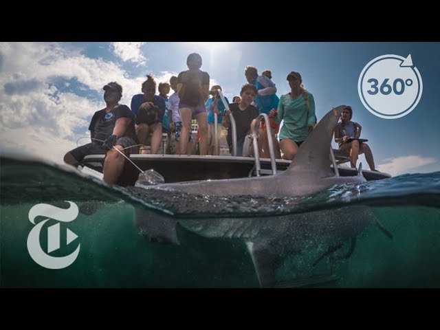 Studying Sharks, Up Close And Personal | The Daily 360 | The New York Times