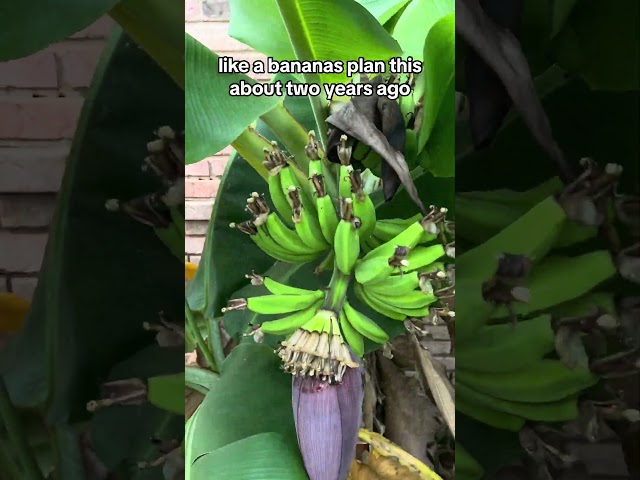 Growing Bananas at My Office 😮🍌🌴🙂🍌