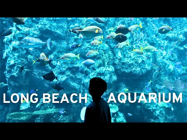 Aquarium of the Pacific in Long Beach with Kids - Sea Animals & Marine Life