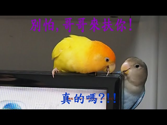 鸚鵡Parrot  在電視機上的戰爭War on the television