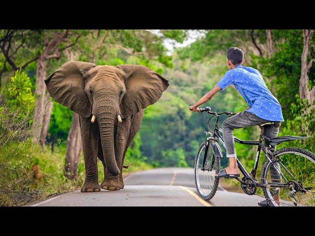 Elephant Attack On Village Boy In Indian Forest Road | Elephant Attack Video | Fun Made Movie Part31