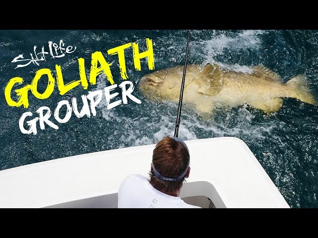 Catching A Goliath Grouper | Salt Life