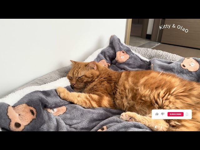 Relaxing Cat Video for Stress Relief | Watch Kitty & Olao for Calm and Peaceful Moments