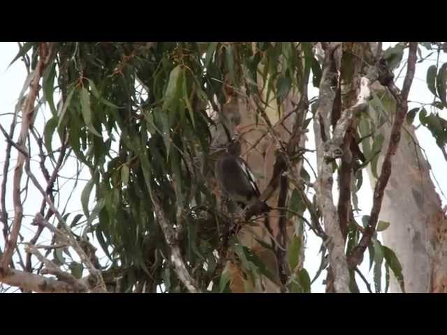 baby magpie calling out