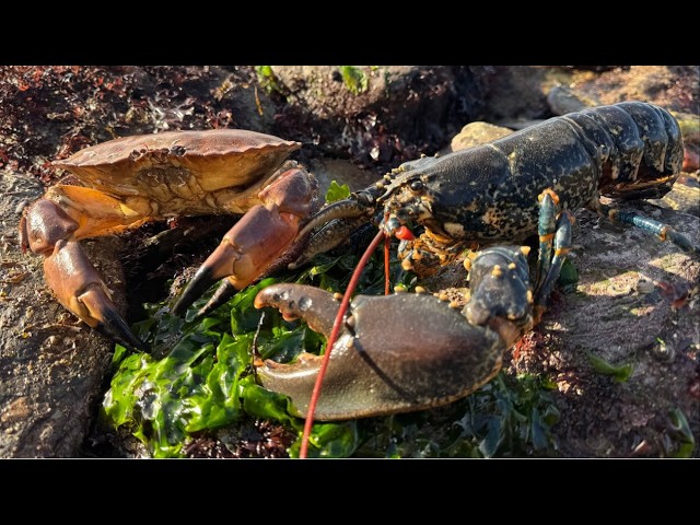 Coastal Foraging - Lobster, Crabs and Amazing Sea Creatures with Beach Camp Cookup | The Fish Locker