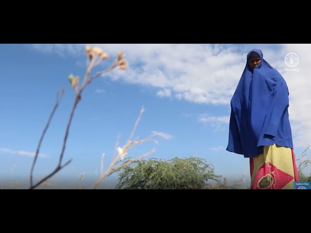 Helping Drought-Affected People Protect Their Livelihood in Somalia