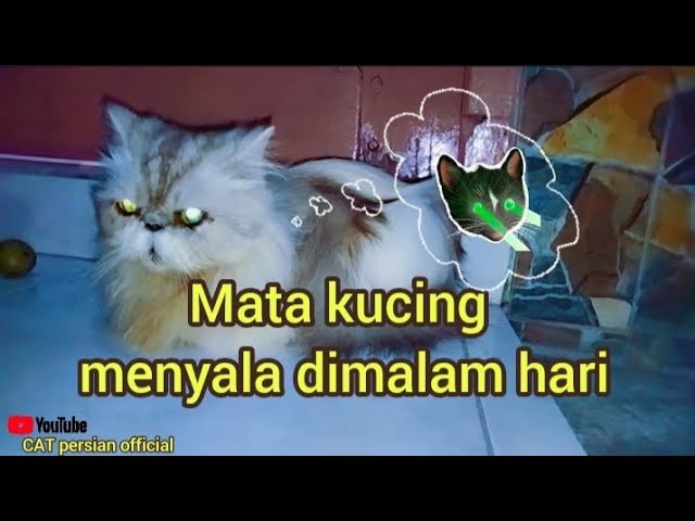 mata kucing menyala di malam hari #catviello #cat  #trending