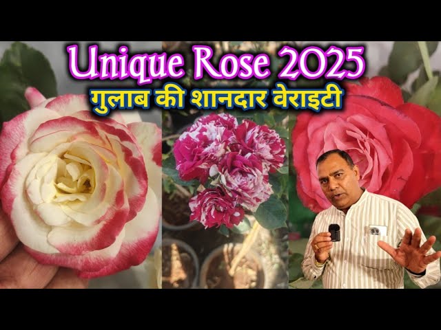 गुलाब की शानदार वेराइटी 2025|| Unique Rose plant || गुलाब प्रतियोगिता में प्रथम कैसे आते है?