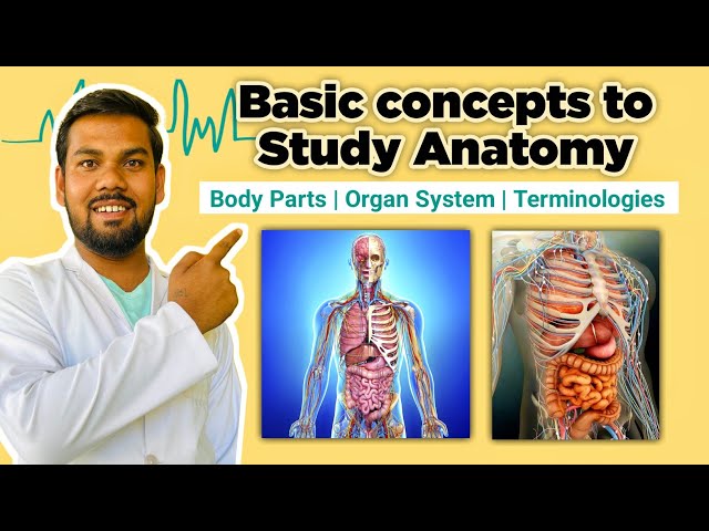 Basics of Anatomy - Understanding Body Parts, Organs Systems, and Terminogoies for Beginners! 🧠📚