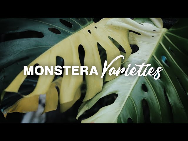 Monstera Deliciosa Types! | Variegated and Non-Variegated