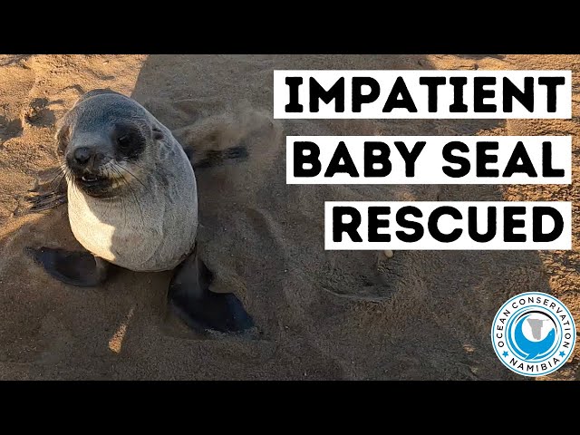 Impatient Baby Seal Rescued