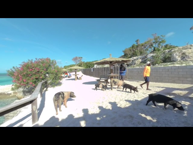 Beach Pigs Virtual Reality [VR180]