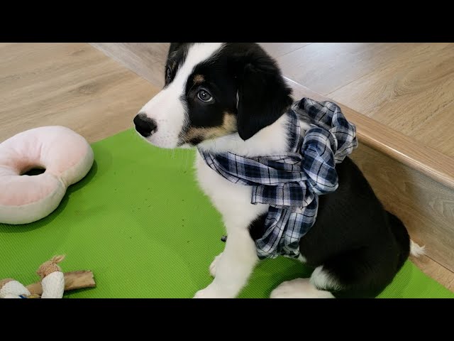 Border collie Roy's fashion sense!