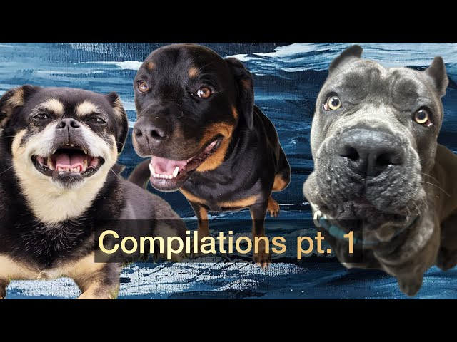 Missi, Storm, and Reign!! LOL compilation