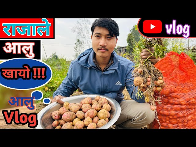 KING OF POTATO | थारू आलु | Surat N Vlog