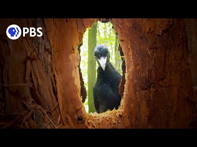 Rare Black Woodpecker Family Caught on Camera