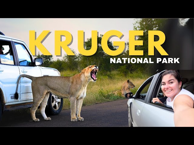 Affordable Self-Drive Safari in Kruger National Park: Budget Tips & Essential Guide