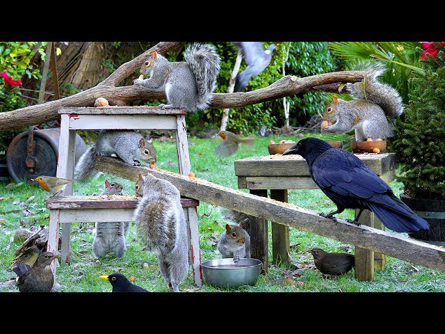 Cat TV NO ADS 🕊️ Frosty Morning Birds & Squirrels in the Garden 🐿️ Birds for cats to watch 4K HDR